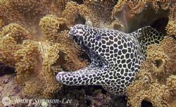 A Large Honeycomb Moray sitting in the shallows. Muscat O... by Jonny Simpson-Lee 